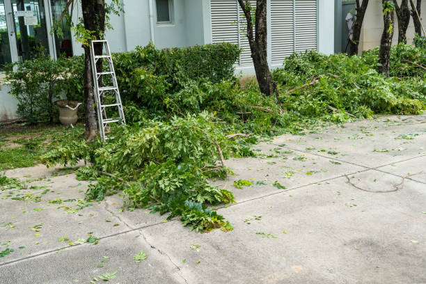 The Steps Involved in Our Tree Care Process in Groveland, FL